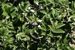 Derris benthamii
